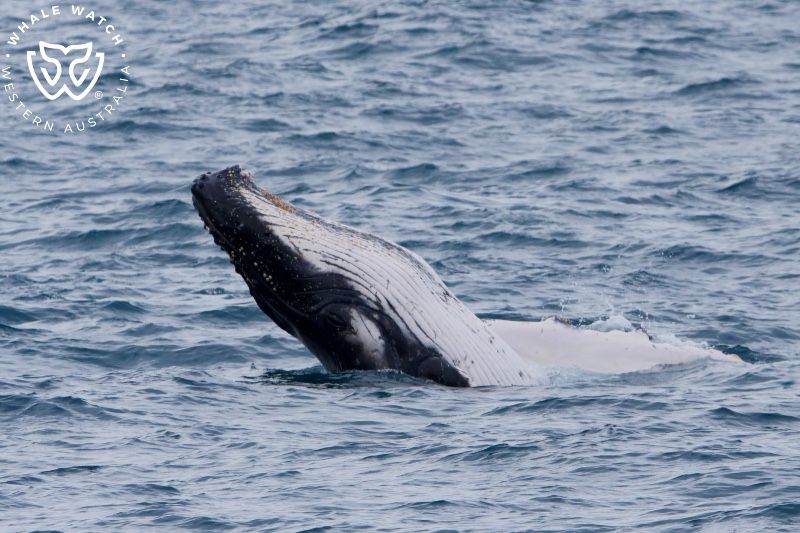 Whale Watch Western Australia