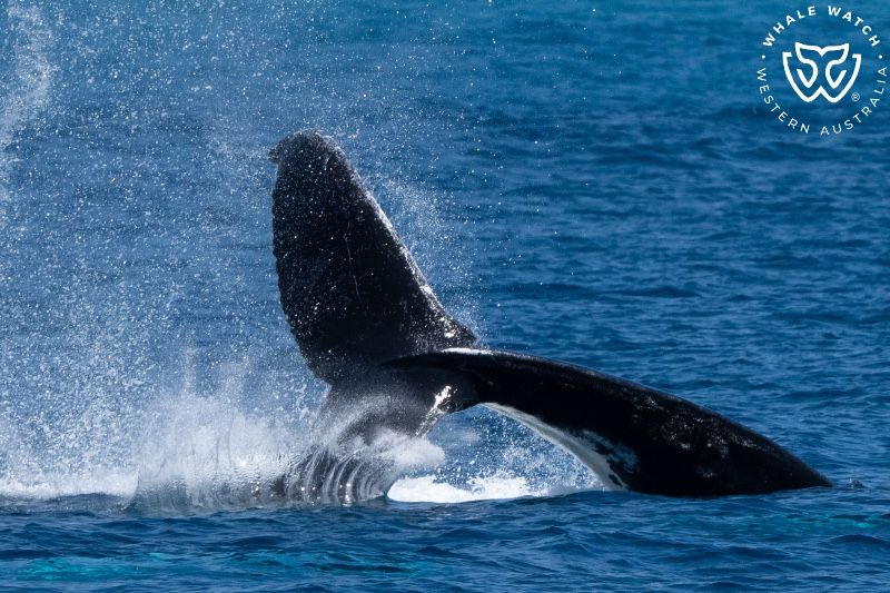 Whale Watch Western Australia