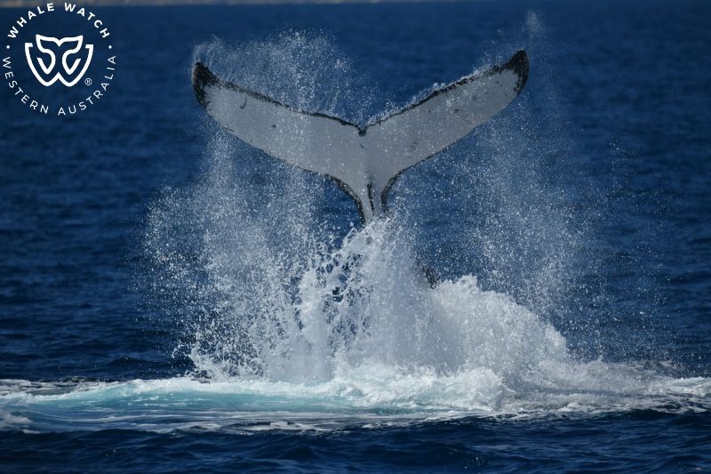 Whale Watch Western Australia