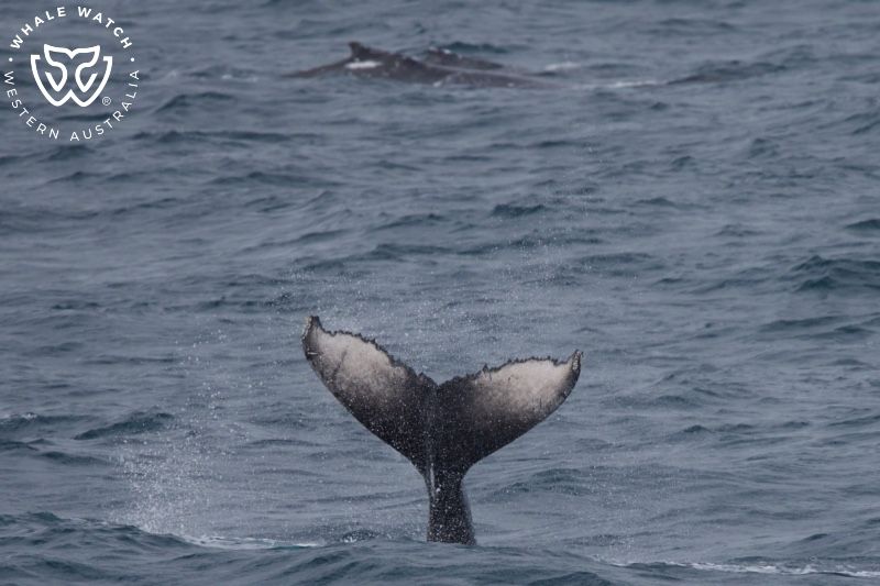 Whale Watch Western Australia