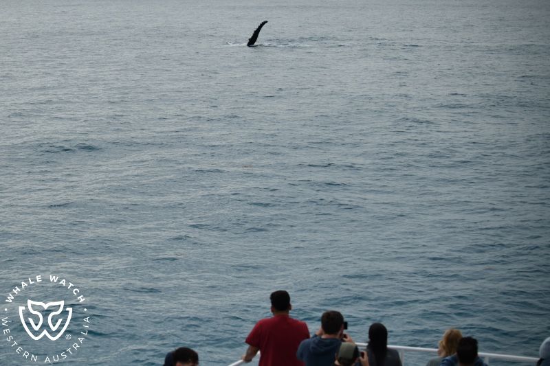 Whale Watch Western Australia