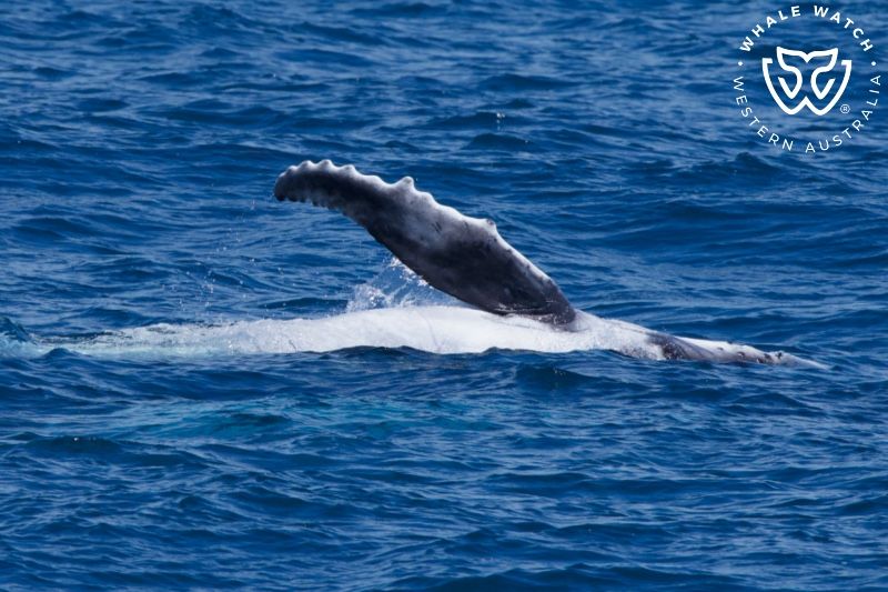 Whale Watch Western Australia