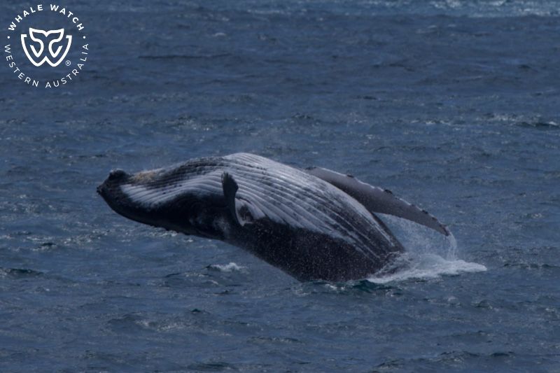 Whale Watch Western Australia