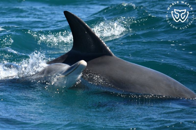 Whale Watch Western Australia