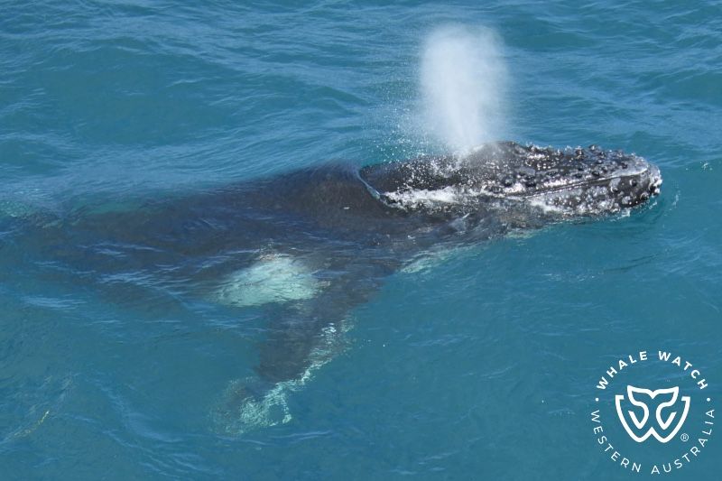 Whale Watch Western Australia