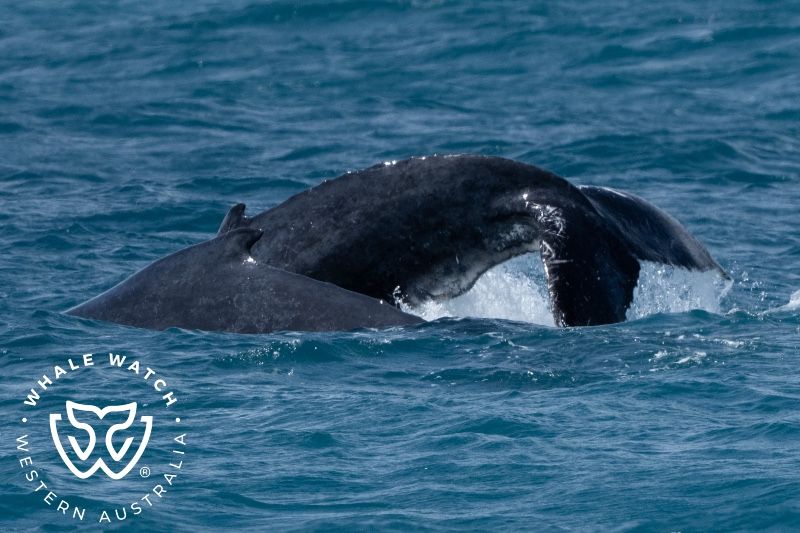 Whale Watch Western Australia