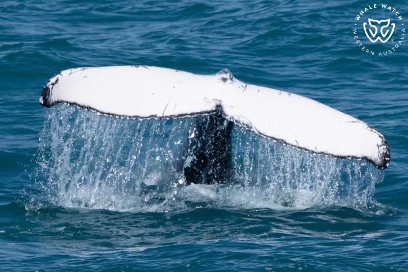 Whale Watch Western Australia