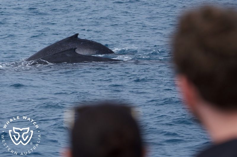 Whale Watch Western Australia