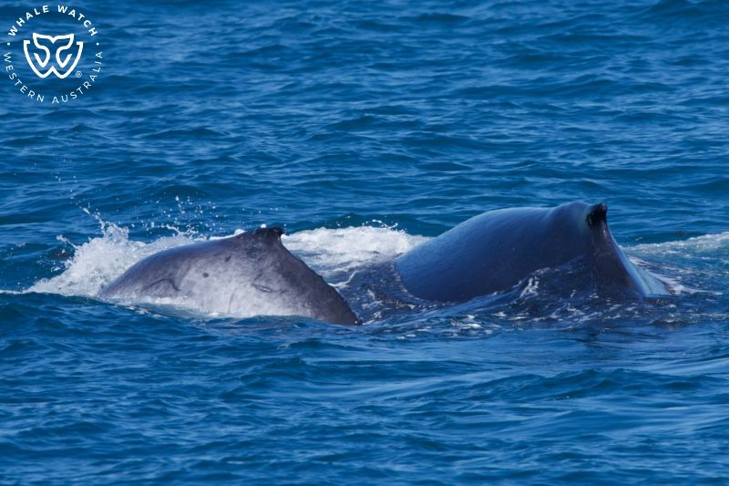 Whale Watch Western Australia