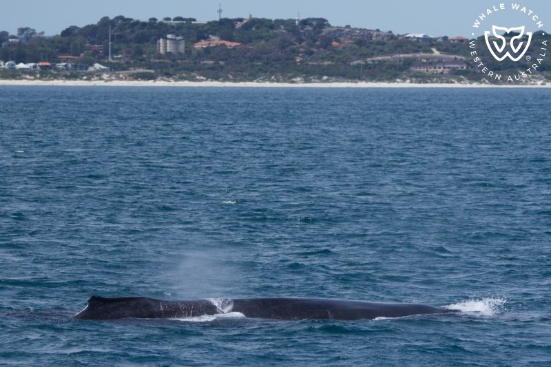 Whale Watch Western Australia