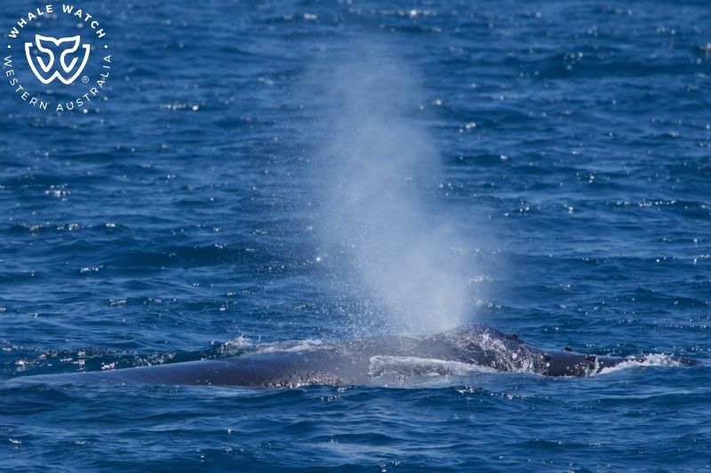 Whale Watch Western Australia