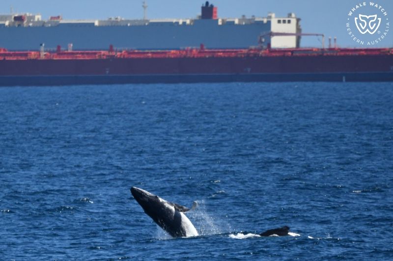 Whale Watch Western Australia