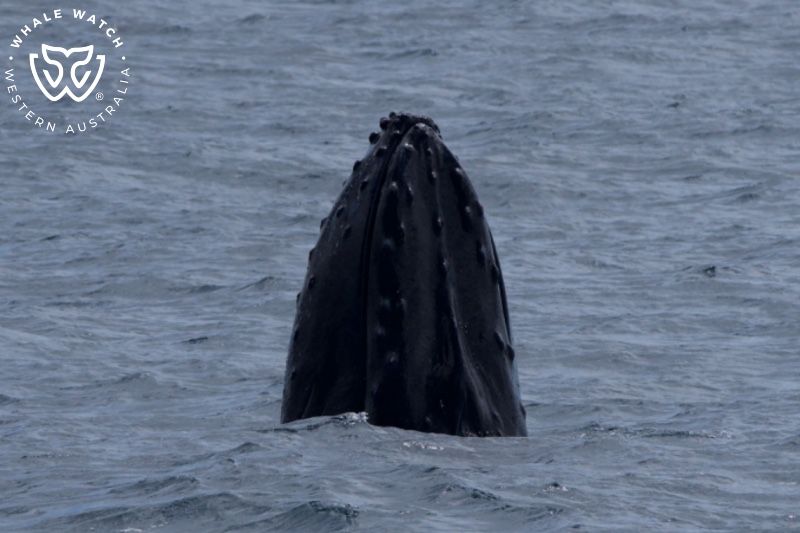 Whale Watch Western Australia