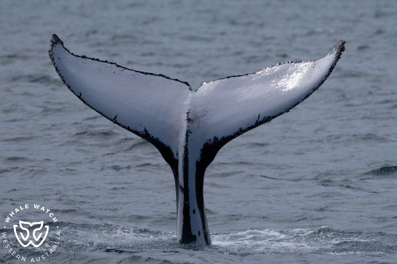 Whale Watch Western Australia