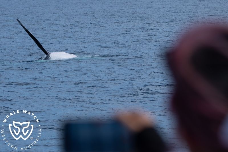 Whale Watch Western Australia