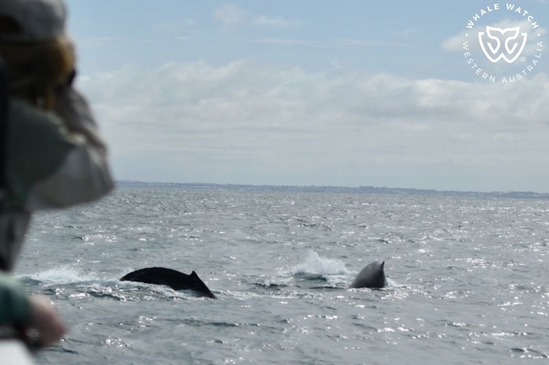 Whale Watch Western Australia