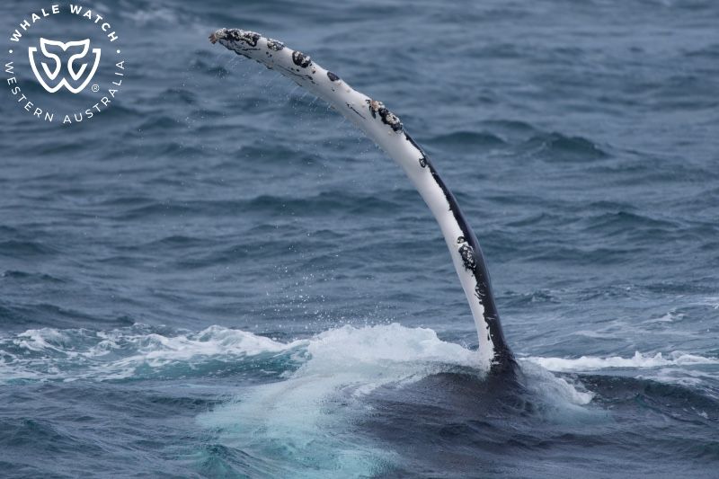 Whale Watch Western Australia