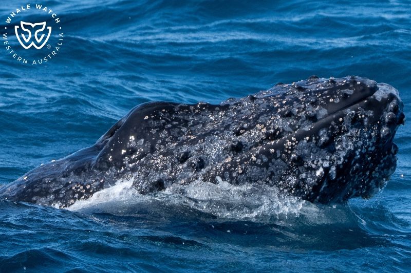 Whale Watch Western Australia