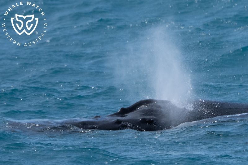 Whale Watch Western Australia