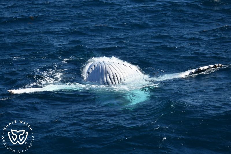 Whale Watch Western Australia