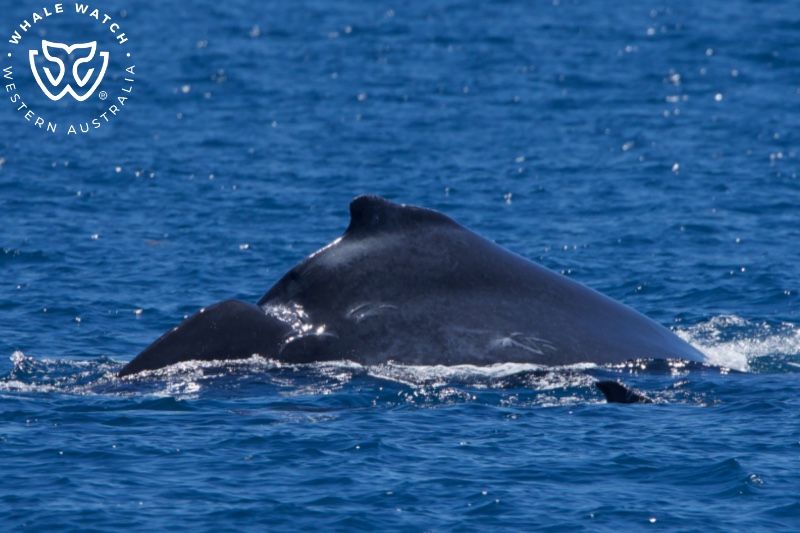 Whale Watch Western Australia