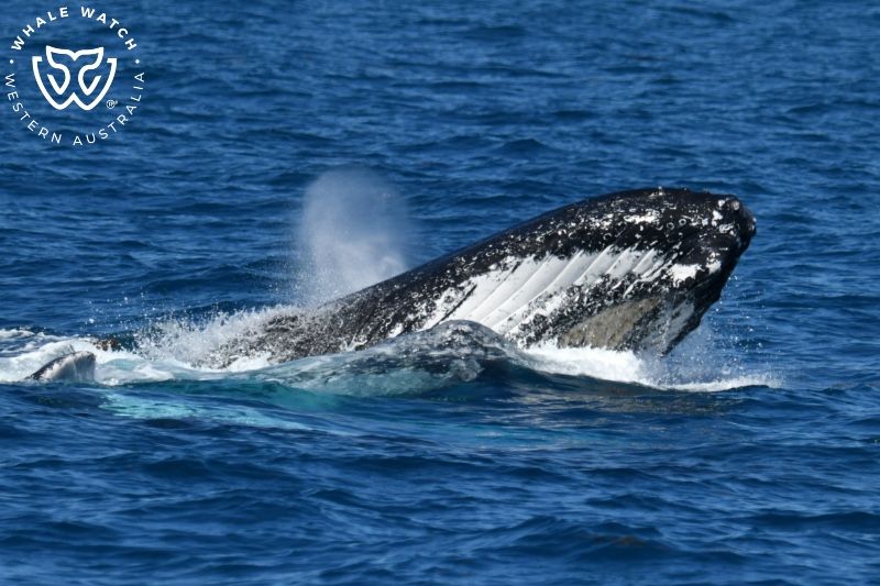 Whale Watch Western Australia