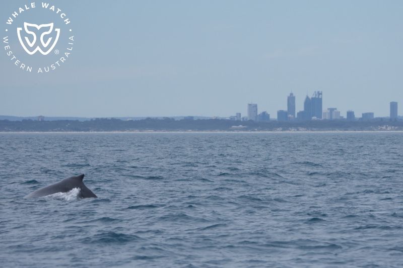 Whale Watch Western Australia