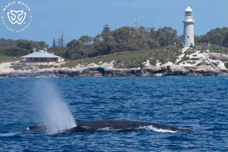 Whale Watch Western Australia