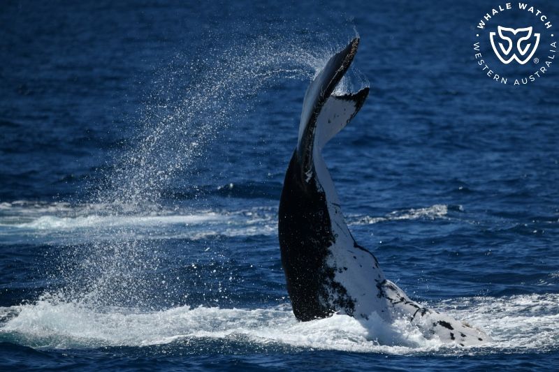 Whale Watch Western Australia