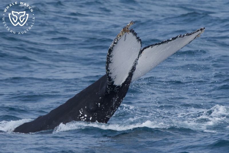 Whale Watch Western Australia