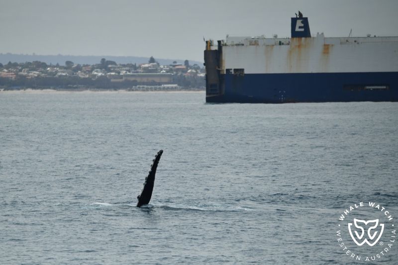 Whale Watch Western Australia