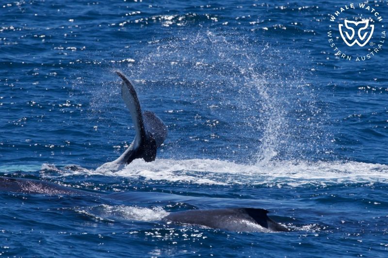 Whale Watch Western Australia