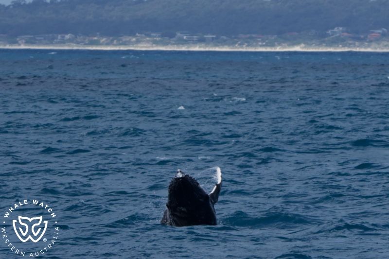Whale Watch Western Australia
