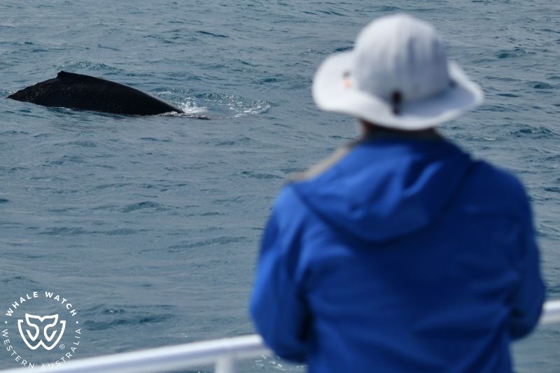 Whale Watch Western Australia