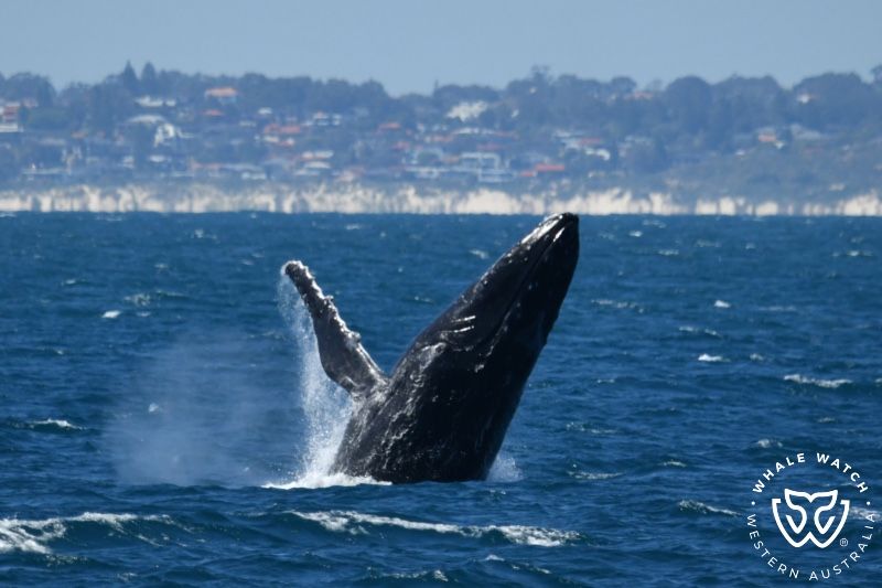 Whale Watch Western Australia