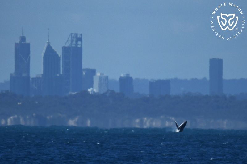Whale Watch Western Australia