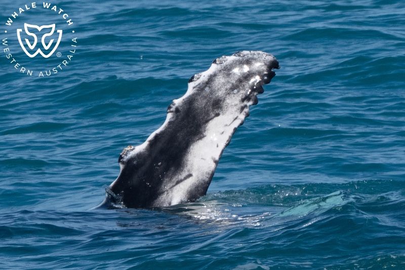 Whale Watch Western Australia