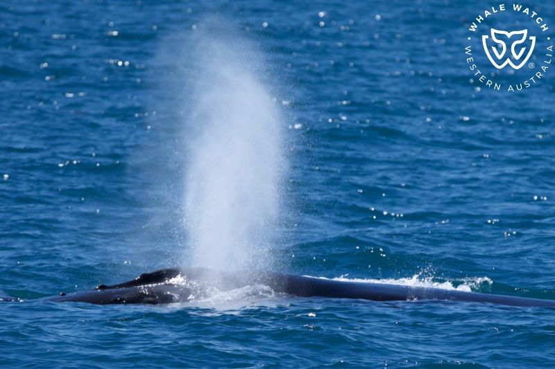 Whale Watch Western Australia