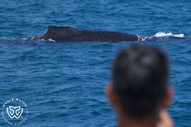 Whale Watch Western Australia