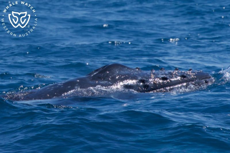 Whale Watch Western Australia