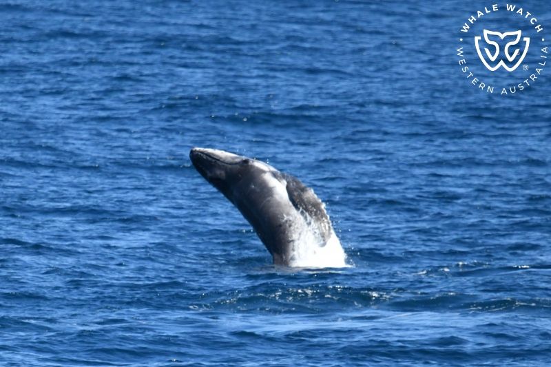Whale Watch Western Australia