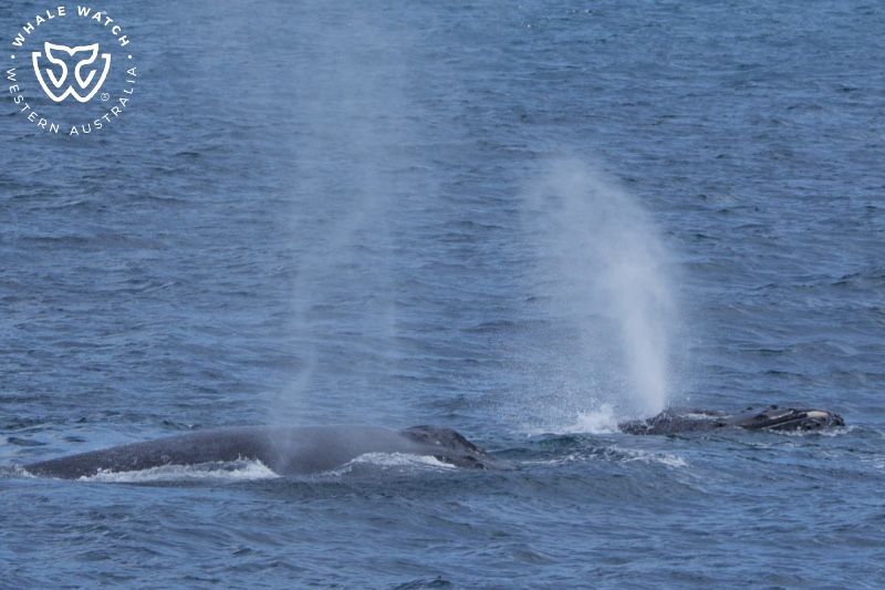 Whale Watch Western Australia