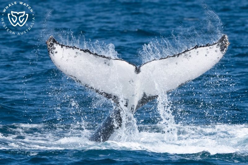 Whale Watch Western Australia