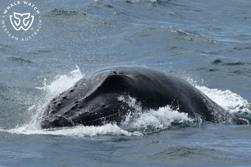 Whale Watch Western Australia