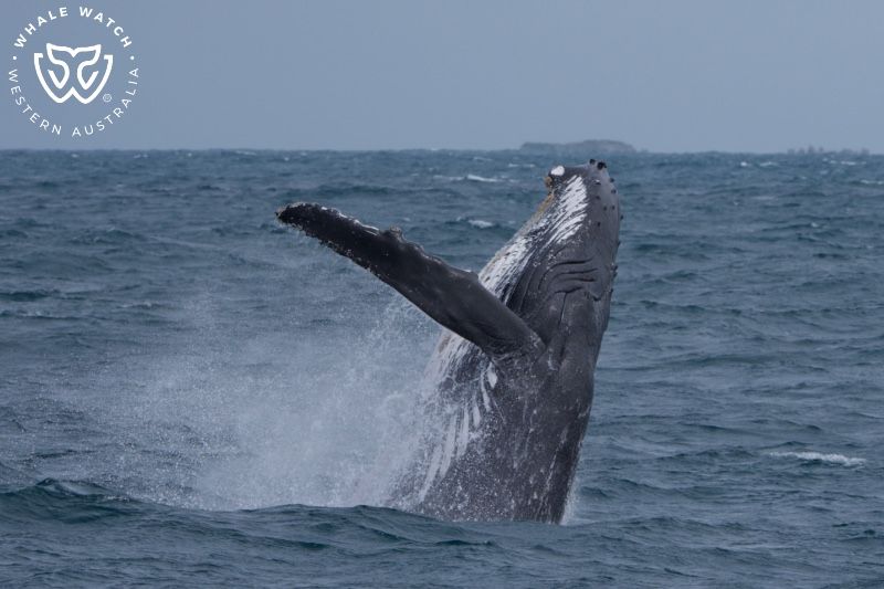 Whale Watch Western Australia