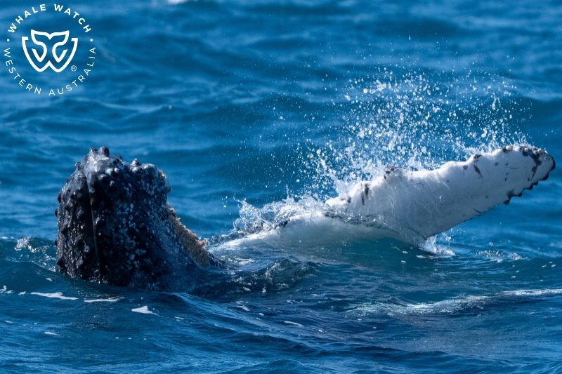 Whale Watch Western Australia