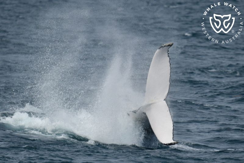 Whale Watch Western Australia