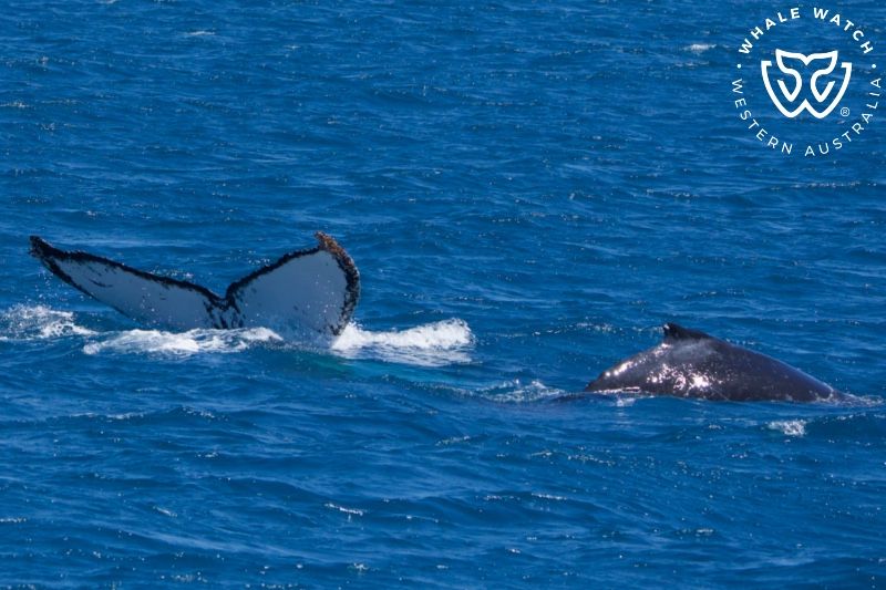 Whale Watch Western Australia