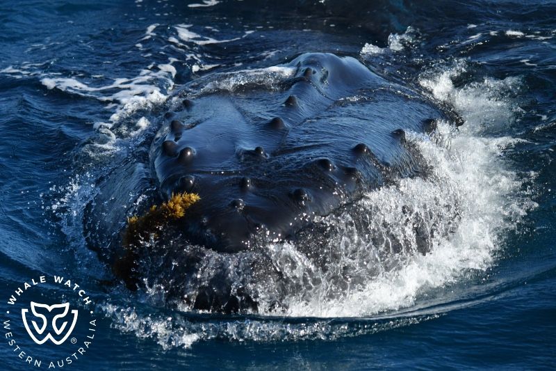 Whale Watch Western Australia