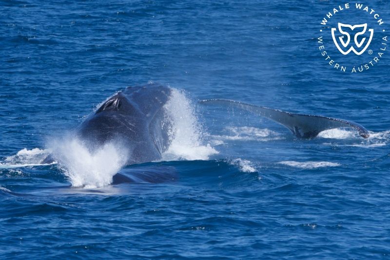 Whale Watch Western Australia